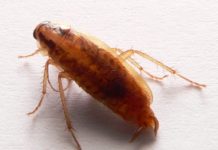 Alman Hamamböceği (Blattella Germanica)